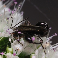 Oedemera flavipes