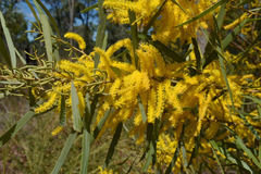 Acacia torulosa