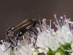 Oedemera flavipes