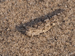 Sphingonotus personatus