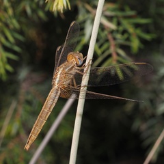 Crocothemis erythraea