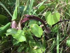 Aristolochia ringens