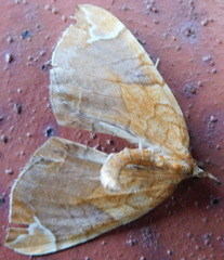 Eulithis achatinellaria