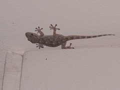 Tarentola mauritanica