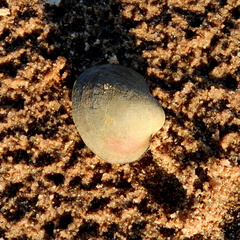 Monocondylaea jaspidea