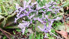 Limonium compactum