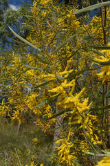 Acacia torulosa
