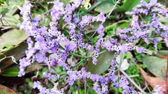 Limonium compactum