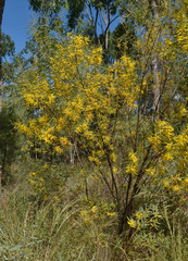 Acacia torulosa
