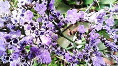 Limonium compactum