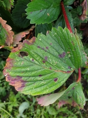 Diplocarpon fragariae