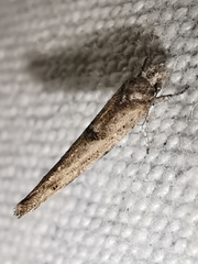 Zelleria oleastrella