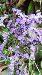 Limonium compactum