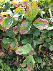 Diplocarpon fragariae