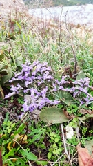 Limonium compactum