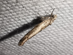 Zelleria oleastrella