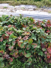 Diplocarpon fragariae