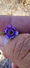 Conanthera trimaculata