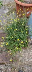 Diplotaxis tenuifolia