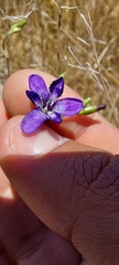 Conanthera trimaculata