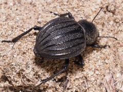 Pimelia bipunctata
