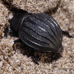 Pimelia bipunctata