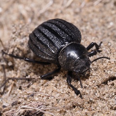 Pimelia bipunctata