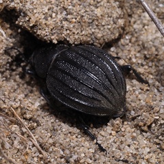 Pimelia bipunctata