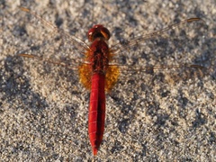 Crocothemis erythraea