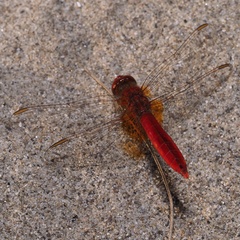 Crocothemis erythraea