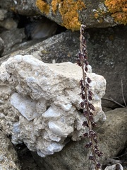 Umbilicus horizontalis