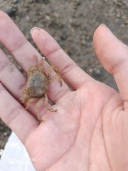 Hemigrapsus penicillatus