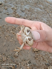 Hemigrapsus penicillatus