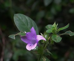 Barleria cristata