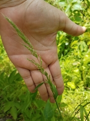 Limnodea arkansana