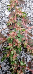 Euphorbia maculata
