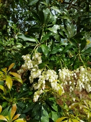 Pieris japonica