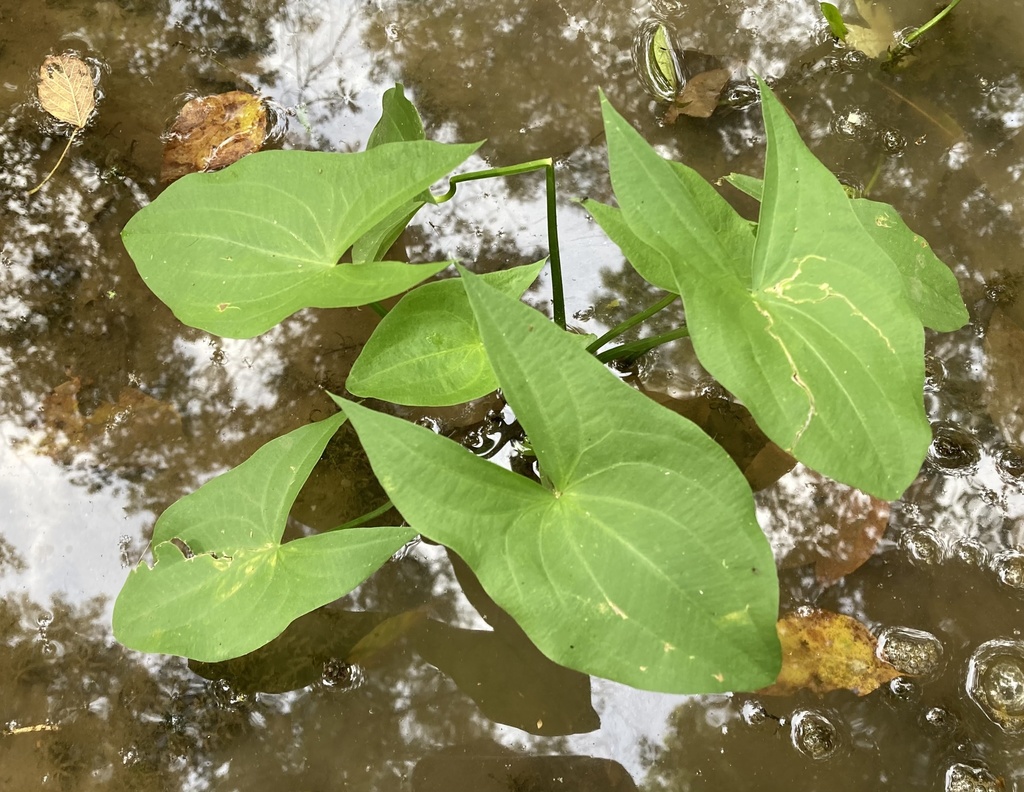 broadleaf arrowhead (ADIRONDACK RESEARCH GUIDEBOOK) · iNaturalist