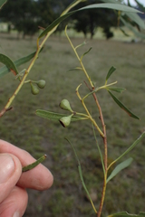 Eucalyptus pulchella