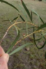 Eucalyptus pulchella