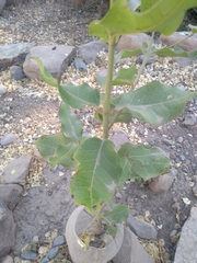 Beilschmiedia miersii