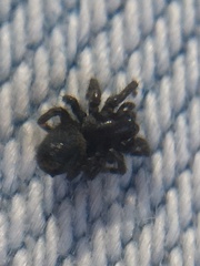 Arachnida