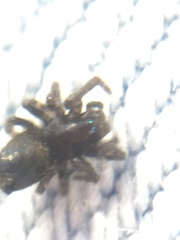 Arachnida