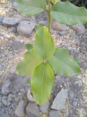 Beilschmiedia miersii