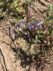 Conanthera bifolia
