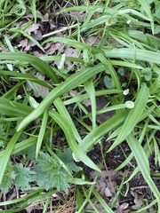 Allium triquetrum