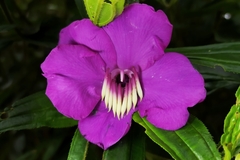 Meriania speciosa