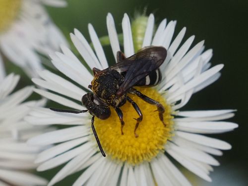 epeolus tarsalis subspec. rozenburgenzis