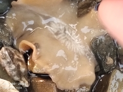 Stylochoidea