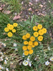 Tanacetum vulgare